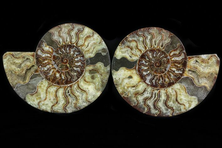 Cut & Polished Ammonite Fossil - Agatized #78328